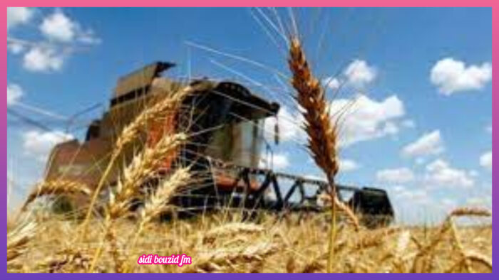 أوكرانيا تحظر تصدير القمح والشوفان وغيرهما من مواد غذائية