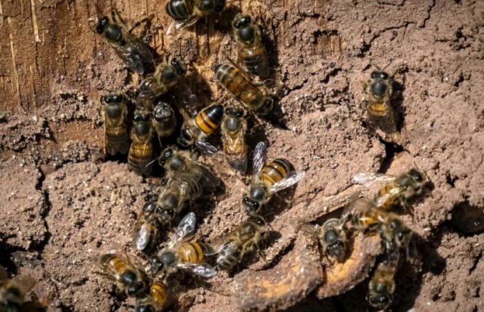 مجموعة من النحل في مزرعة تقليدية ضخمة لتربية النحل بقرية أنزركي جنوب المغرب